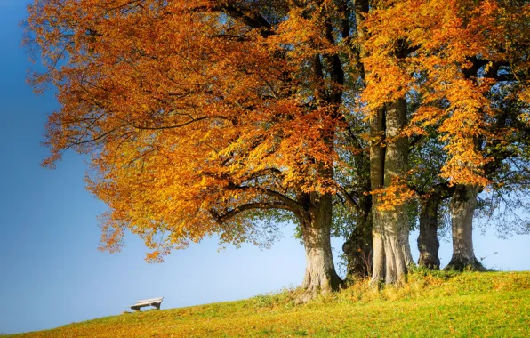 Picture autumn, trees, bench, hills, foliage