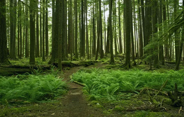 Forest, trees, nature, path