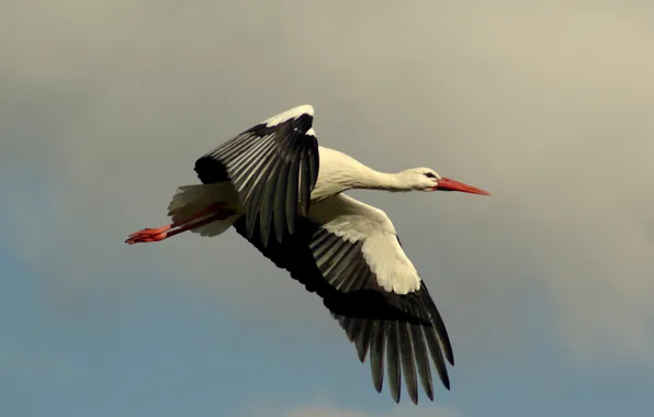 Picture flight, bird, stork