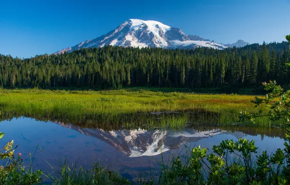 Forest, lake, reflection, mountain, Mount Rainier National Park, National Park mount Rainier, Mount Rainier, Washington …