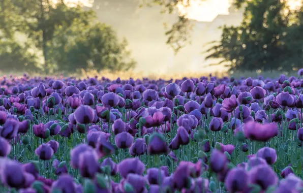 Light, trees, flowers, nature, fog, background, glade, Maki