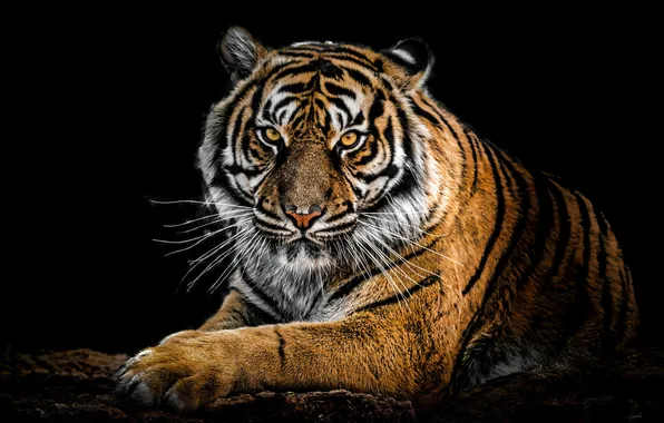 Tiger, look, dark background, predator