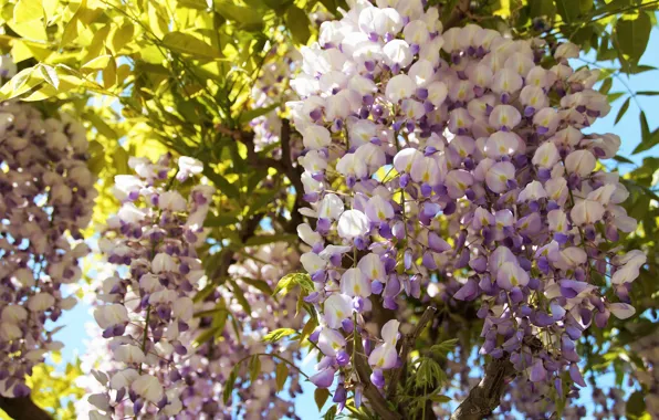 Leaves, macro, light, flowers, spring, flowering, inflorescence, lilac