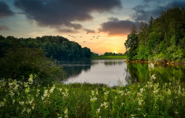 Picture forest, summer, grass, sunset, flowers, lake, bird, shore