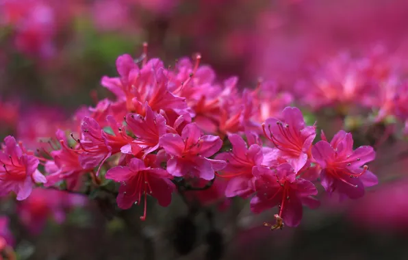Flowers, bright, pink, azaleas, rhododendrons
