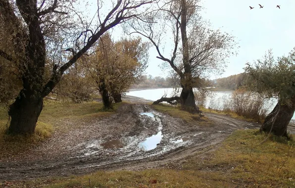 Road, autumn, trees, nature