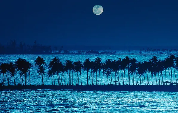 Picture sea, beach, night, palm trees