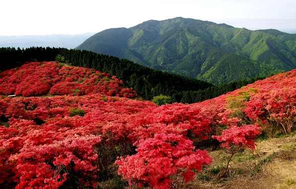 Field, forest, landscape, flowers, mountains, nature, red, the bushes