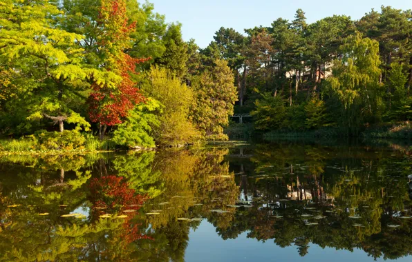 Autumn, trees, reflection, river, Germany, river, Germany, autumn