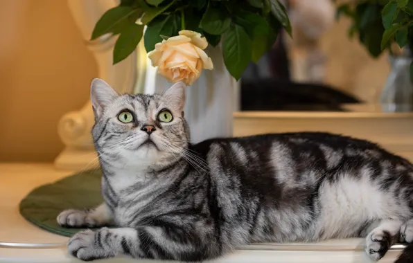 Cat, cat, flowers, pose, rose, bouquet, mirror, lies