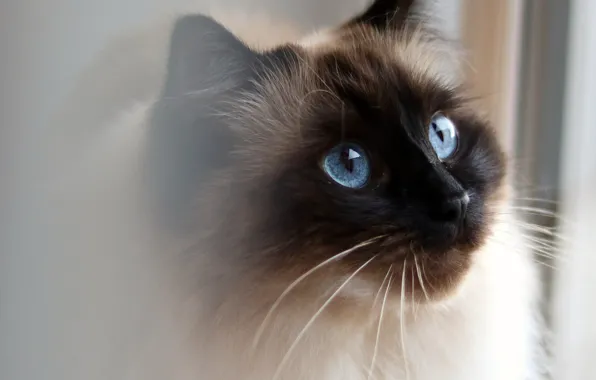 Cat, cat, look, face, portrait, Siamese, ragdoll