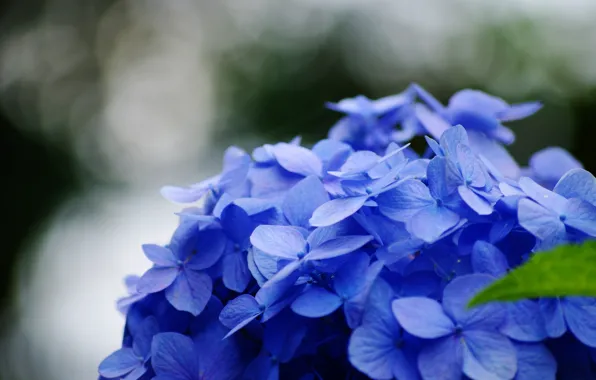 Flower, macro, flowers, blue, green, background, blue, widescreen