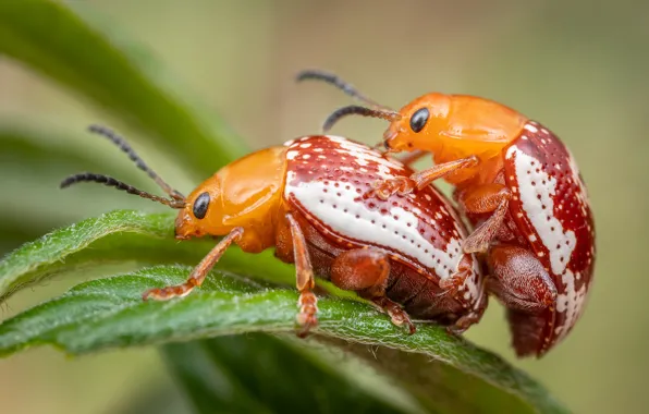 Leaves, macro, insects, background, plant, beetle, pair, bugs