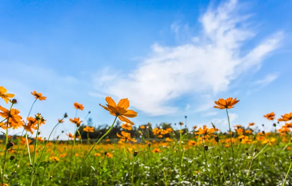 Field, summer, the sky, the sun, flowers, colorful, meadow, summer