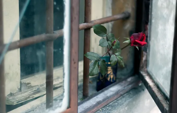 Flower, rose, window