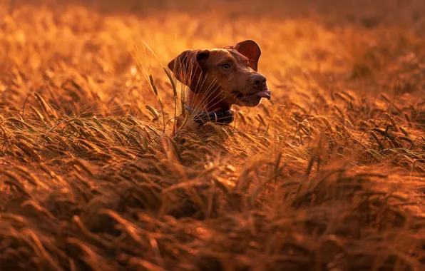 Field, nature, animal, dog, head, ears, dog