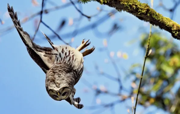Picture owl, branch, down, flies, falls, wing