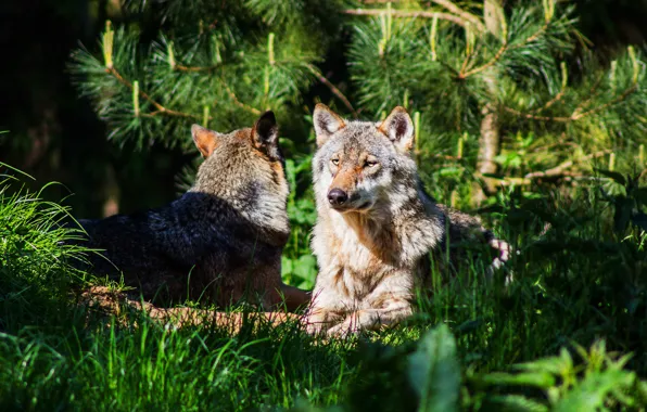 Face, light, nature, stay, wolf, wolves, two wolves