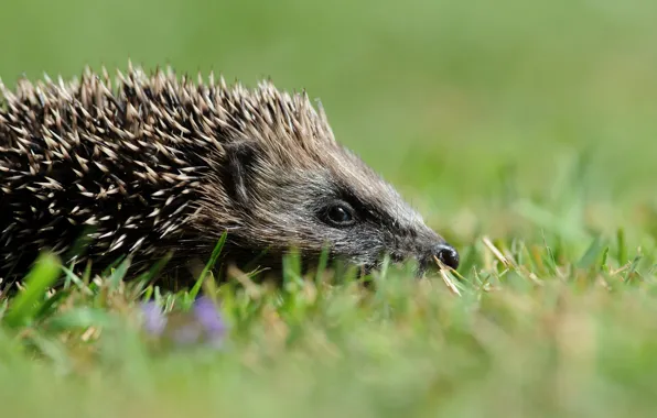 Grass, look, nature, glade, muzzle, profile, hedgehog, green background