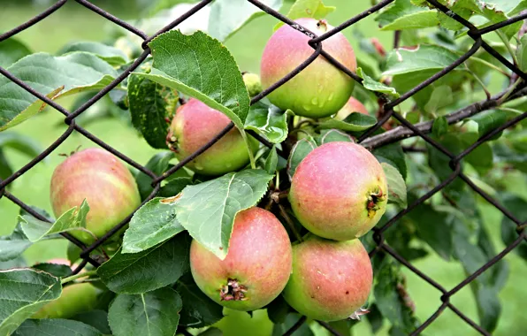 Picture apples, harvest, fence