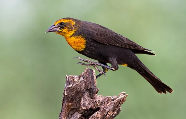 Picture bird, beak, tail, the citrine trupial