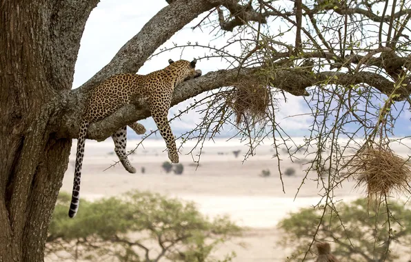Picture branches, tree, stay, predator, leopard, wild cat
