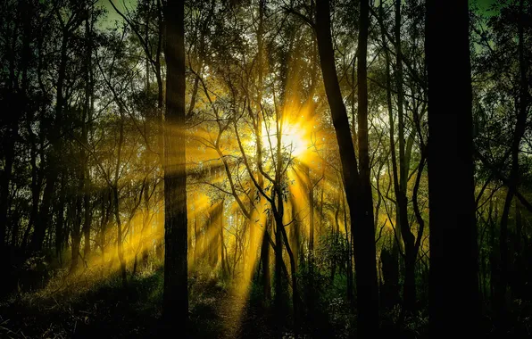 Picture forest, the sun, rays, trees, thickets, Vset