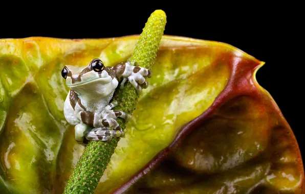 Macro, background, frog