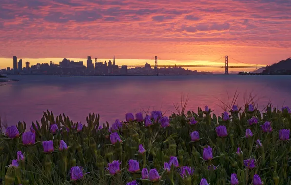 Picture flowers, night, the city, San Francisco