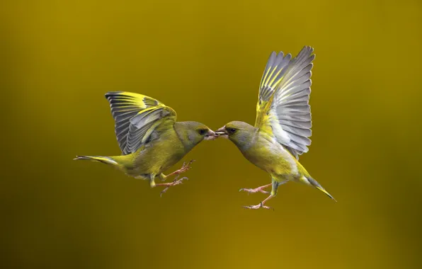 Picture birds, background, flight, Flying Kiss
