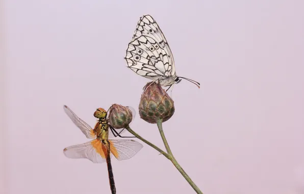 Picture background, butterfly, dragonfly, stem