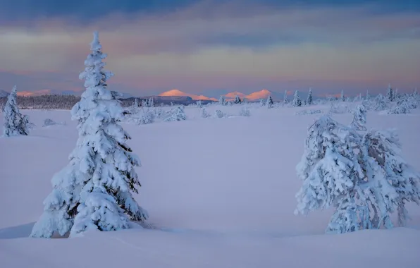 Winter, snow, trees, the snow, Sweden, the bushes, Sweden, Lapland