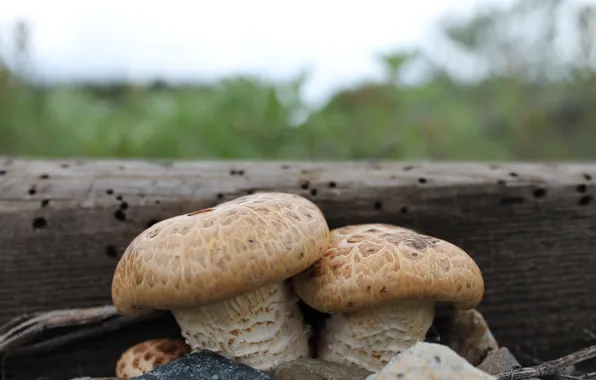 Picture summer, nature, mushrooms, plant, sleepers