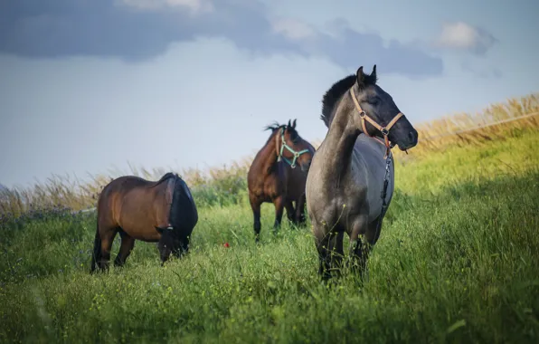 Field, summer, the sky, clouds, horses, slope, horse, pasture