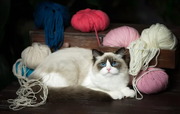 Cat, cat, look, tangle, lies, box, blue eyes, thread