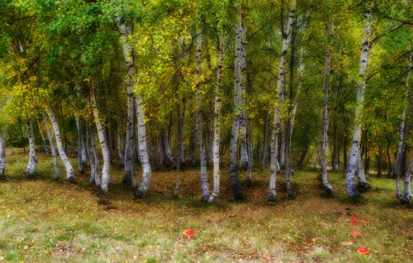 Autumn, forest, trees, branch, glade, foliage, mushrooms, Amanita