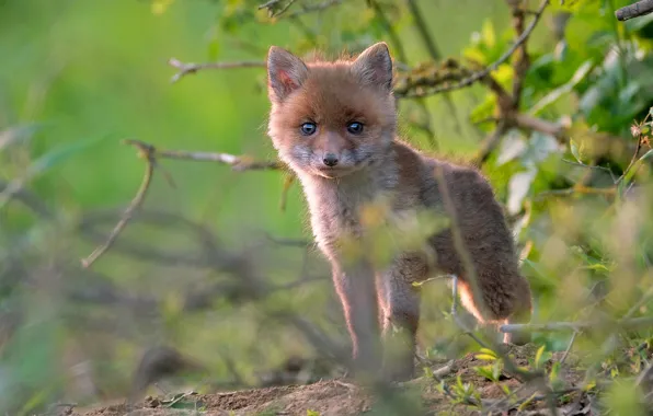 Nature, baby, Fox, Fox, Fox