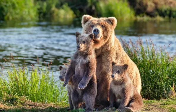 Grass, river, family, bears, bears, wildlife, bear
