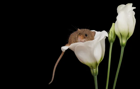 Look, macro, flowers, mouse, mouse, muzzle, grey, white