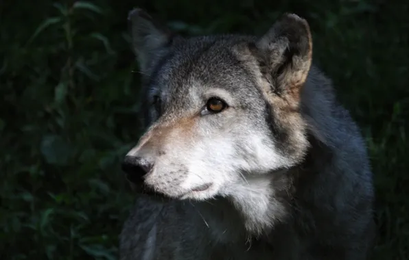 Nature, predator, animal, wolf, wildlife, portrait, portrait., Canis lupus. face