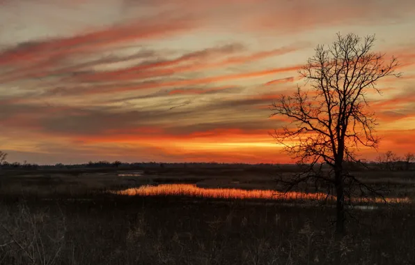 Picture trees, field, sunset