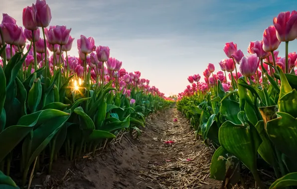 Field, the sky, the sun, rays, light, flowers, spring, tulips