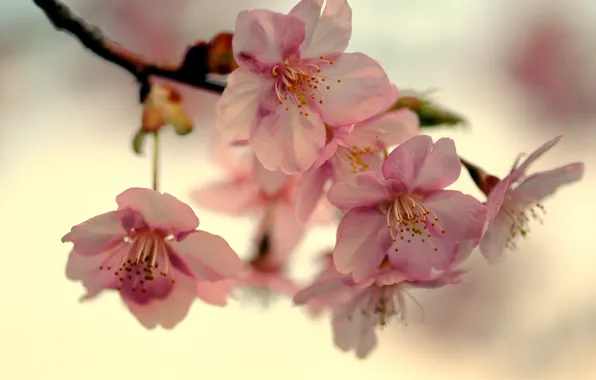 The sky, macro, light, cherry, Japan, branch, spring, petals