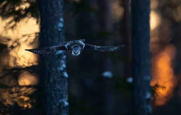 Forest, light, trees, flight, branches, nature, the dark background, owl
