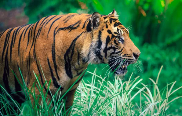 Picture greens, grass, face, tiger, mouth, profile, walk, bokeh