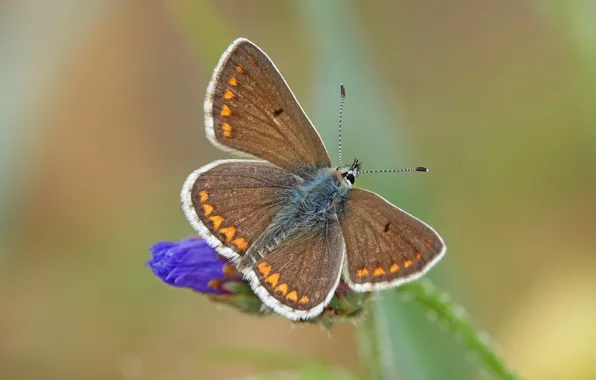 Flowers, butterfly, bokeh