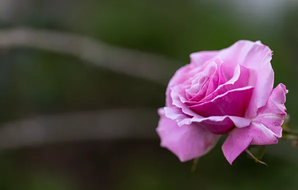 Flower, background, pink, rose, lilac, bokeh