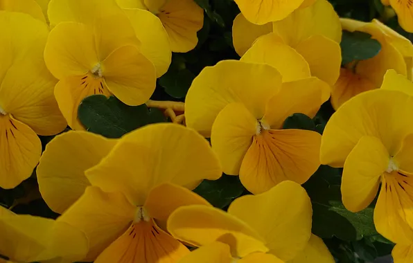 Flowers, spring, yellow, Pansy, viola
