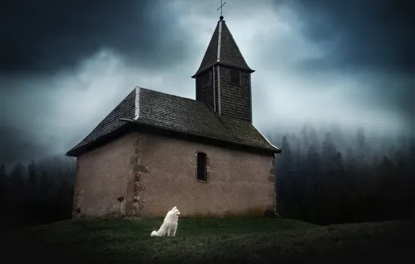 Forest, the sky, look, clouds, nature, pose, house, dog