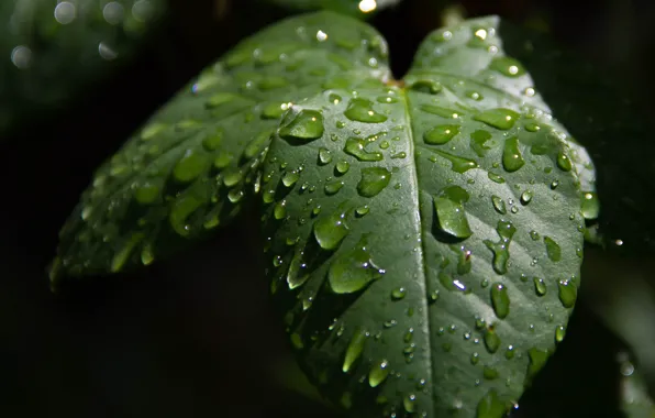 Picture Macro, Drops, Macro, Drops, Green leaves, Green leaves